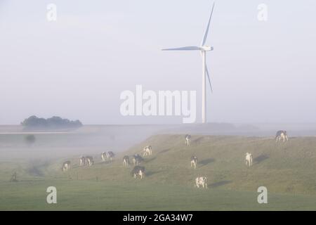 Kühe grasen auf einer nebligen Wiese mit einer Windturbine; Zeeland, Niederlande Stockfoto