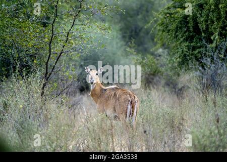 Indische Antilope (Antilope cervicapra), oder Blackbuck, in einer ländlichen Wüste um Nimaj, Jaitaran Pali, Indien; Pali, Rajasthan, Indien Stockfoto