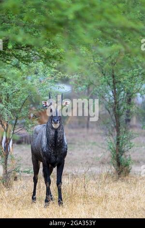 Indische Antilope (Antilope cervicapra), oder Blackbuck, in einer ländlichen Wüste um Nimaj, Jaitaran Pali, Indien; Pali, Rajasthan, Indien Stockfoto