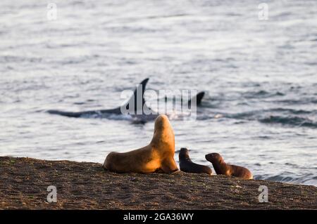 Seelöwenweibchen, Halbinsel Valdes, UNESCO-Weltkulturerbe, Provinz Chubut, Patagonien Argentinien. Stockfoto