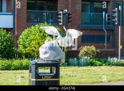 Gull plündert einen Müllsack, auf einem Mülltonne, in einem Park i8n Folkestone Stockfoto