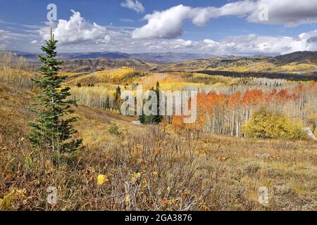 Wunderschöne Herbstfarben auf einer bergigen Landschaft, Medicine Bow–Routt National Forest, in der Nähe von Steamboat Springs, Colorado, USA Stockfoto