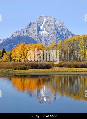 Goldenes Laub auf Bäumen und der zerklüftete Berggipfel des Mount Moran vor einem strahlend blauen Himmel spiegeln sich im ruhigen Wasser des Grand Teton National Park wider Stockfoto