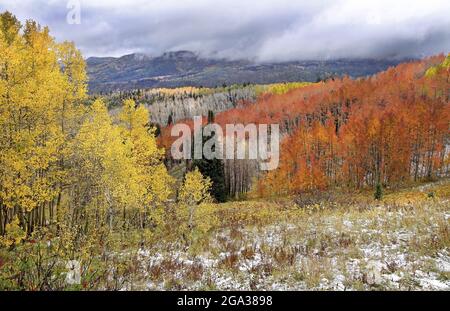 Wunderschöne Herbstfarben auf einer bergigen Landschaft, Medicine Bow–Routt National Forest, in der Nähe von Steamboat Springs, Colorado, USA Stockfoto