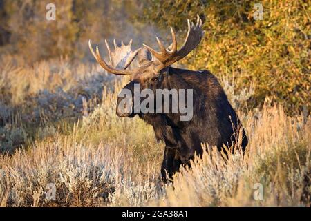 Bulle Shiras Elch (Alces alces shirasi) im Herbst auf einem Feld mit Pinsel, Grand Teton National Park; Wyoming, Vereinigte Staaten von Amerika Stockfoto