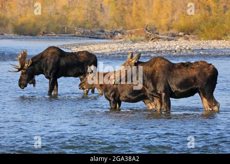 Elchfamilie (Alces alces) in einem Fluss im Grand Teton National Park; Wyoming, Vereinigte Staaten von Amerika Stockfoto