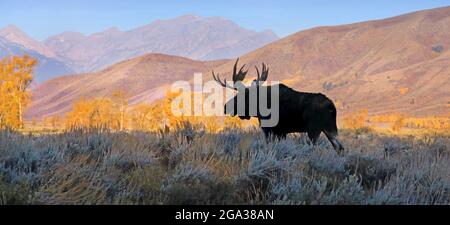 Bulle Shiras Elch (Alces alces shirasi), der im Herbst über ein Bürstenfeld im Grand Teton National Park, Wyoming, Vereinigte Staaten von Amerika, zieht Stockfoto