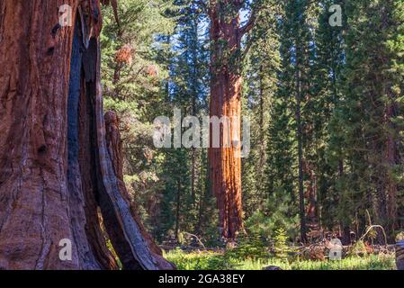 Sequoia National Park, Kalifornien, USA. Der legendäre General Sherman Tree. Stockfoto