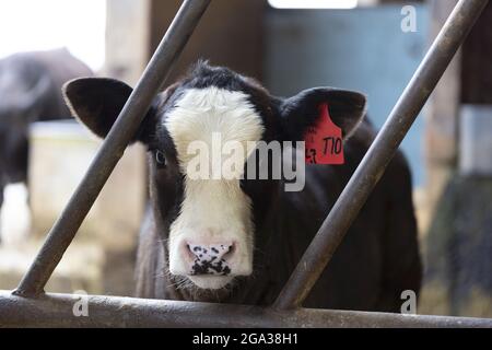 Beschnittene Aufnahme einer schwarz-weißen Kuh, die tagsüber auf einer Farm steht; Surrey, British Columbia, Kanada Stockfoto