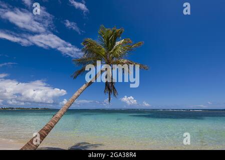 Palme auf Anse Saint-Anne, Grande-Terre, Guadeloupe, Französisch-Westindien; Grande-Terre, Guadeloupe, Frankreich Stockfoto