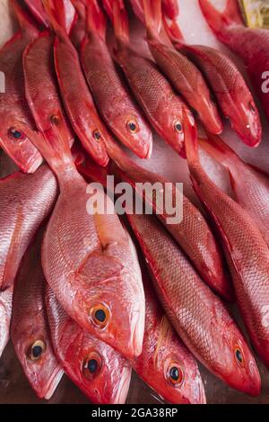 Frischer Fisch auf Eis auf einem Fischmarkt, Guadeloupe, Französisch-Westindien; Pointe-A-Pitre, Grand-Terre, Guadeloupe, Frankreich Stockfoto