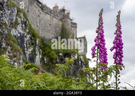 Bunte Füchshandschuhblumen (Digitalis) stehen hoch auf dem Gelände von Duart Castle auf der Isle of Mull, Schottland; Isle of Mull, Schottland Stockfoto