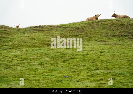 Hochlandrinder ruhen auf einer Weide auf der Isle of Iona, Schottland; Iona, Isle of Iona, Schottland Stockfoto