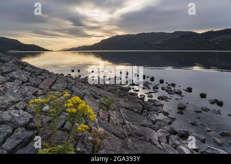 Bei Sonnenaufgang säumen Wildblumen die felsige Küste von Loch Ness in der Nähe von Fort Augustus, Schottland; Fort Augustus, Schottland Stockfoto