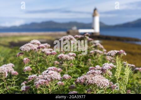 Bunte Blumen und Vegetation in der Nähe des Rubha nan Gall (Stevenson) Leuchtturms in der Nähe von Tobermory, Schottland; Tobermory, Isle of Mull, Schottland Stockfoto