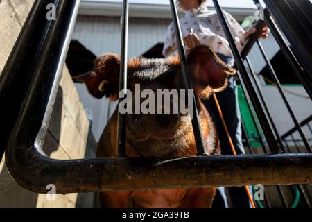 3. Juli 2021; Bloomington, Indiana: 4H Tiere werden am Samstag, 3. Juli, auf der Monroe County Fair versteigert. (Foto von Jeremy Hogan/The Bloomingtonian) Stockfoto