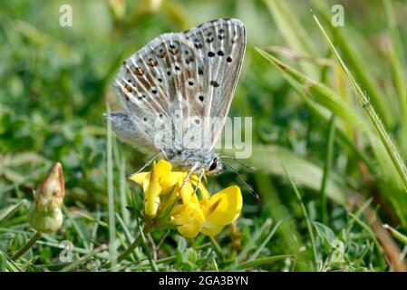Chalkhill Blue Butterfly - Lysandra coridon, Unterseite, Fütterung auf Vogelfuss-Trefoil - Lotus corniculatus Stockfoto