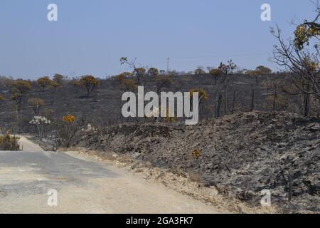 Nüchterne Vegetation um Staubwege in Capitólio, MG - Brasilien. Stockfoto