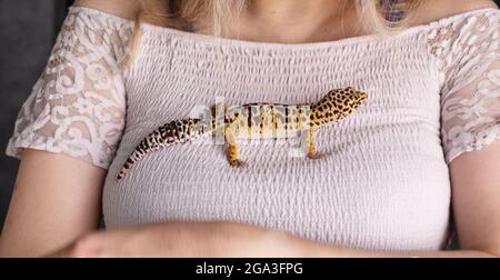 Leopardengecko (eublepharis macularius) in den Händen seiner Herrin Stockfoto