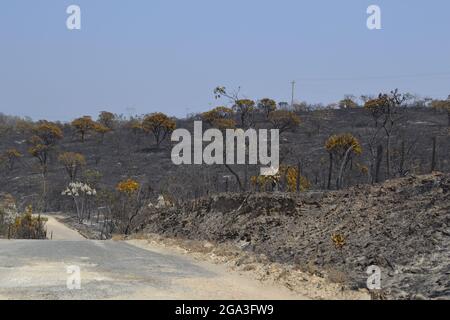 Nüchterne Vegetation um Staubwege in Capitólio, MG - Brasilien. Stockfoto