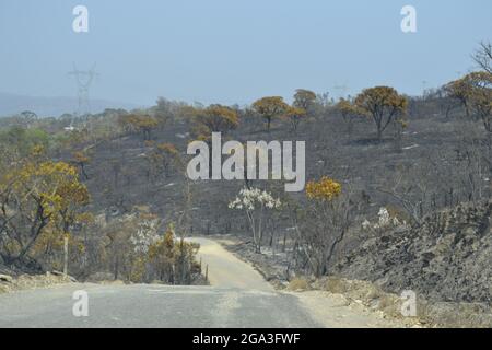 Nüchterne Vegetation um Staubwege in Capitólio, MG - Brasilien. Stockfoto