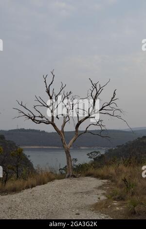 Nüchterne Vegetation um Staubwege in Capitólio, MG - Brasilien. Stockfoto