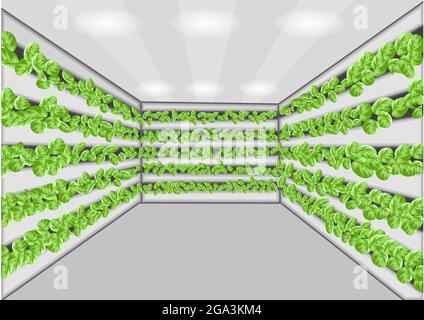 Vertikale Landwirtschaft mit grünen Pflanzen Vektorgrafik Stock Vektor