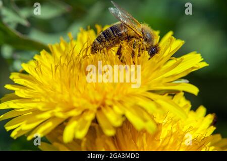 Detail der Biene oder Honigbiene in Latein APIs Mellifera, europäische oder westliche Honigbiene auf gelber Blüte des gemeinen Löwenzahn sitzend Stockfoto