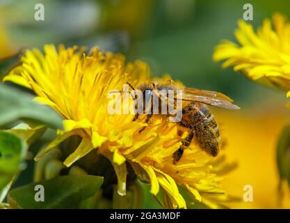 Detail der Biene oder Honigbiene in Latein APIs Mellifera, europäische oder westliche Honigbiene auf gelber Blüte des gemeinen Löwenzahn sitzend Stockfoto