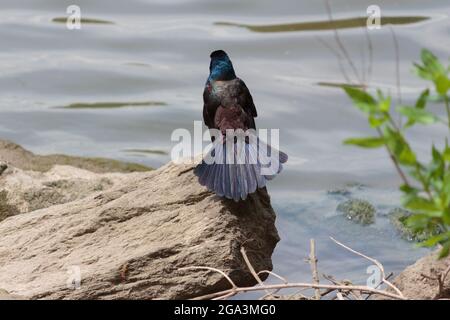 Rückansicht eines erwachsenen, gemeinen Grackels auf einem Felsen im Wasser mit ausgestrahlten Schwanzfedern, die Sonne bringt das Schillern und die blauen Kopffedern hervor Stockfoto