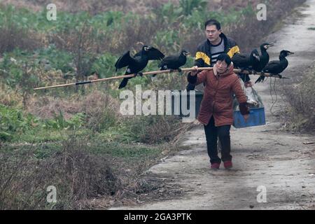 Frau mit ausgebildeten Fischkormoranen auf einem Bambusstock, in der Nähe eines Flusses, Vororte von Chengdu, Sichuan, China 13. Februar 2018 Stockfoto