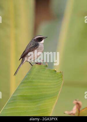 Grey Bush Chat (Saxicola ferreus), vertikale Ansicht eines erwachsenen männlichen Mannes, hoch auf Bananenblatt, New Territories, Hong Kong, China 17. Januar 2021 Stockfoto