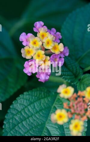 Lantana (Lantana camara), - vertikale Komposition - Nahaufnahme von Blumen und Blättern, New Territories, Hongkong, China 10. Juli 2021 Stockfoto