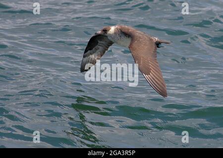 Pomarine Skua (Stercorarius pomarinus), Erwachsene im Flug, Südliche Gewässer Hongkongs, Chinesische Küste 10. Mai 2021 Stockfoto