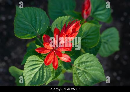 Salvia splendens - scharlachrote Salbei-Blüten, Draufsicht Stockfoto