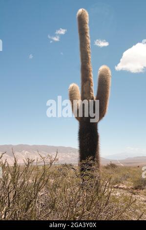 Parque Nacional Los Cardones. Salta, Argentinien Stockfoto