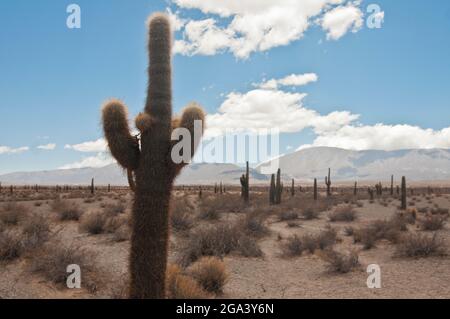 Parque Nacional Los Cardones. Salta, Argentinien Stockfoto