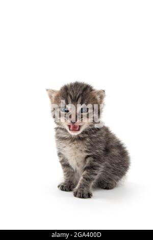 Nettes Baby neugeborenes tabby Kätzchen weinend und isoliert auf weißem Hintergrund Stockfoto