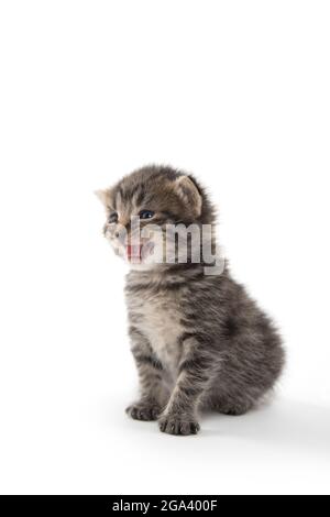 Nettes Baby neugeborenes tabby Kätzchen weinend und isoliert auf weißem Hintergrund Stockfoto