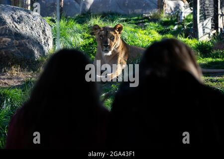 Santiago, Metropolitana, Chile. Juli 2021. Eine Löwin starrt Besucher des Buin Zoos in Santiago, Chile, an. Dieser Zoo, der wichtigste in Chile, konnte vor zwei Wochen seine Pforten wieder öffnen, nachdem er aufgrund der kovidischen Pandemie monatelang geschlossen wurde und wo er eine Kampagne zur Unterstützung der Tiere und damit zur Deckung der Kosten des Zoos startete. (Bild: © Matias Basualdo/ZUMA Press Wire) Stockfoto