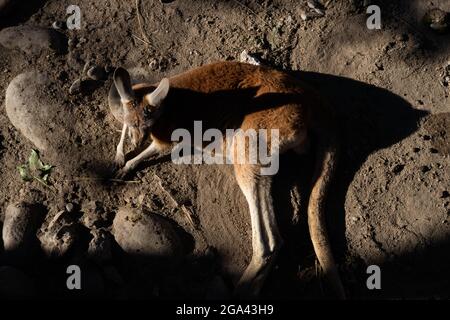 Santiago, Metropolitana, Chile. Juli 2021. Ein Wallaby ruht bei Sonnenuntergang im Buin Zoo in Santiago, Chile. Dieser Zoo, der wichtigste in Chile, konnte vor zwei Wochen seine Pforten wieder öffnen, nachdem er aufgrund der kovidischen Pandemie monatelang geschlossen wurde und wo er eine Kampagne zur Unterstützung der Tiere und damit zur Deckung der Kosten des Zoos startete. (Bild: © Matias Basualdo/ZUMA Press Wire) Stockfoto