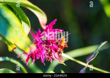 Hummingbird Hawk-Motte, die in den Blüten des Bienenbalms nach Nektar feilt Stockfoto