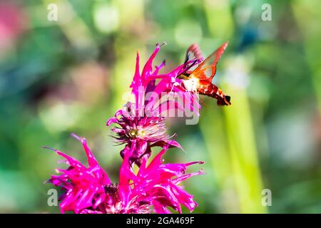 Hummingbird Hawk-Motte, die in den Blüten des Bienenbalms nach Nektar feilt Stockfoto