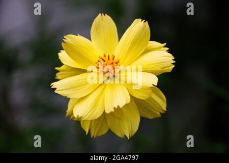 Tropische asiatische gelbe Blume bestäubten Pollen Stockfoto