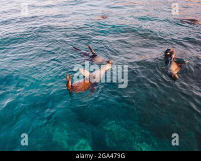 Pelzrobben schwimmen im Wasser. Stockfoto
