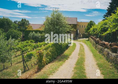 Weingut im Sommer Stockfoto
