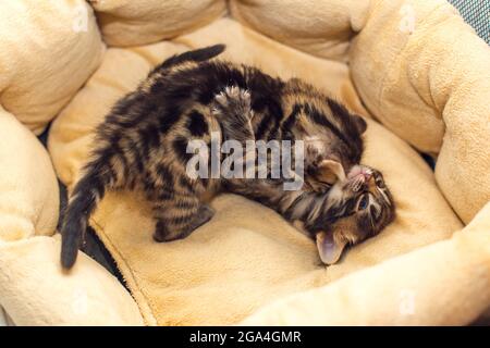 Zwei bengalische Kohlen-Kätzchen auf dem Kissen Stockfoto