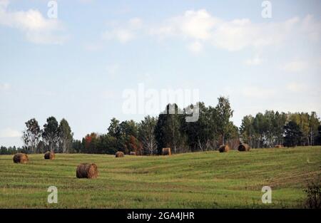 Heurollen liegen auf einem Feld. Wald im Hintergrund. Herbstlandschaft. Stockfoto