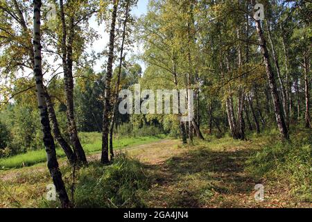 Ein Birkenhain im Herbst. Gefallene Blätter zwischen grünem Gras auf einer unbefestigten Straße. Stockfoto