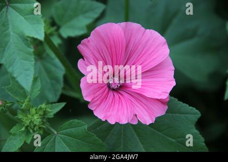 Draufsicht auf eine schöne rosa offene Blütenknospe. Stockfoto
